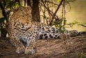 125 Zambia, South Luangwa NP, luipaard